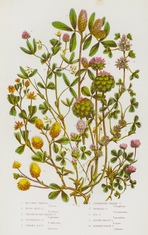 Rośliny kwitnące Wielkiej Brytanii: Boccones Trefoil, Rough Rigid Trefoil, Smooth Round Headed Trefoil, Suffocated Trefoil, Upright Round Headed Trefoil, Strawberry Headed Trefoil, Reversed Trefoil, Hop Trefoil, Lesser Yellow Trefoil, Slender Yellow Trefoi autorstwa English School