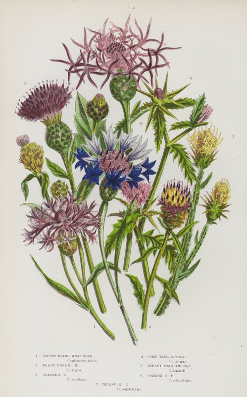 Rośliny kwitnące Wielkiej Brytanii: Brown-Rayed Knap Weed, Black Discoid Knap Weed, Greater Knap Weed, Corn Blue Bottle, Jersey Star Thistle, Common Star Thistle, Yellow Star Thistle (kolorowa litografia) autorstwa English School