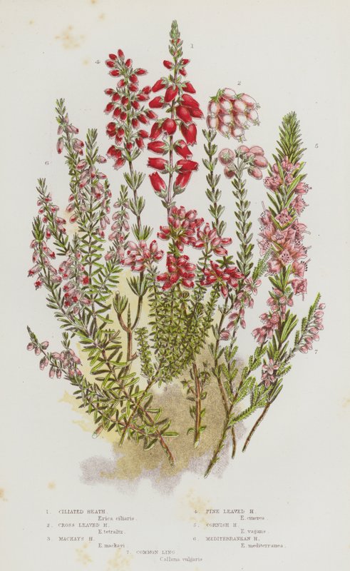 Kwitnące rośliny Wielkiej Brytanii: Ciliated Heath, Cross Leaved Heath, Mackay