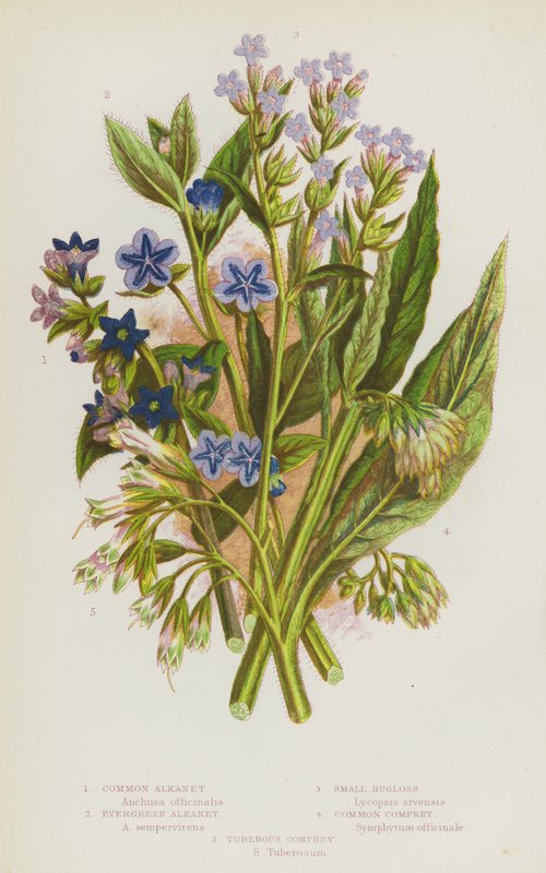Rośliny kwitnące Wielkiej Brytanii: alkanet pospolity, alkanet zimozielony, bugloss, żywokost lekarski, żywokost bulwiasty (kolor lito) autorstwa English School