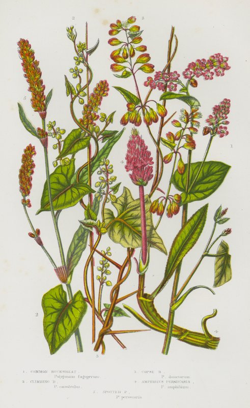 Kwitnące rośliny Wielkiej Brytanii: gryka zwyczajna, gryka pnąca, gryka zwyczajna, Amphibius Persicaria, Persicaria plamista (kolor lito) autorstwa English School