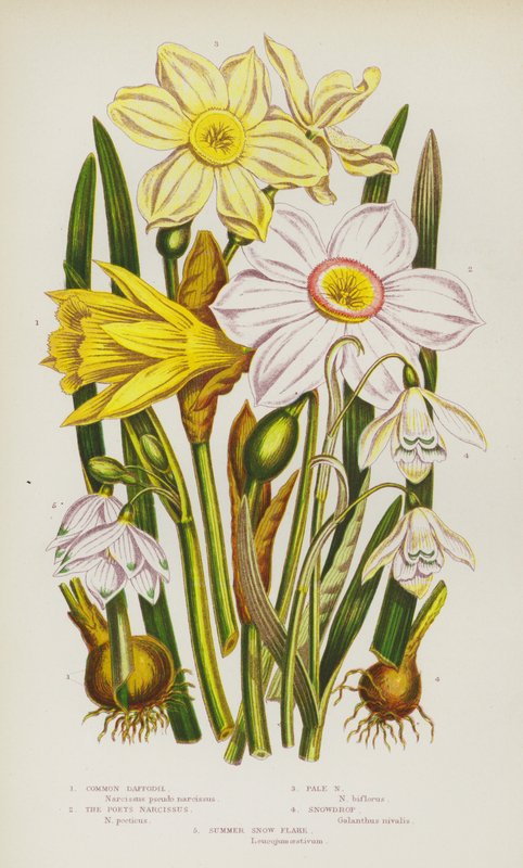 Flowering Plants of Great Britain: Common Daffodil, The Poets Narcissus, Pale Narcissus, Snowdrop, Summer Snow Flake (kolorowa litografia) autorstwa English School