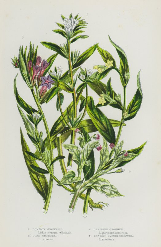 Kwitnące rośliny Wielkiej Brytanii: Gromwell pospolity, Gromwell kukurydziany, Gromwell pełzający, Gromwell Sea Side Smooth (kolor lito) autorstwa English School