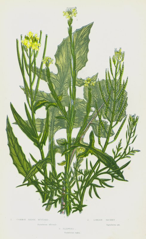 Rośliny kwitnące Wielkiej Brytanii: Common Hedge Mustard, London Rocket, Flixweed (kolorowa litografia) autorstwa English School