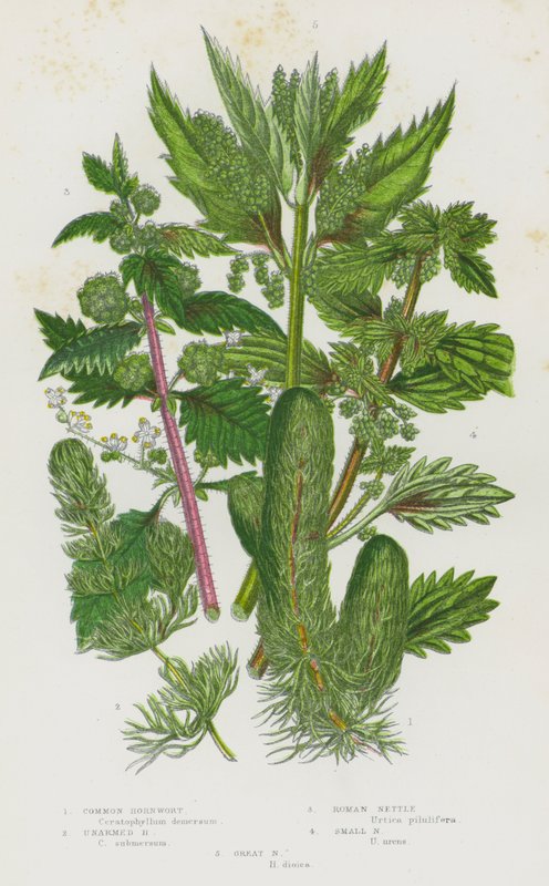 Rośliny kwitnące Wielkiej Brytanii: Hornwort zwyczajny, Hornwort nieuzbrojony, pokrzywa rzymska, pokrzywa mała, pokrzywa wielka (kolor lito) autorstwa English School