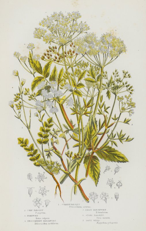 Rośliny kwitnące Wielkiej Brytanii: Pietruszka zwyczajna, Pietruszka kukurydziana, Honewort, Procumbent Marshwort, Least Marshwort, Stone Parsley, Gout Weed (kolorowa litografia) autorstwa English School