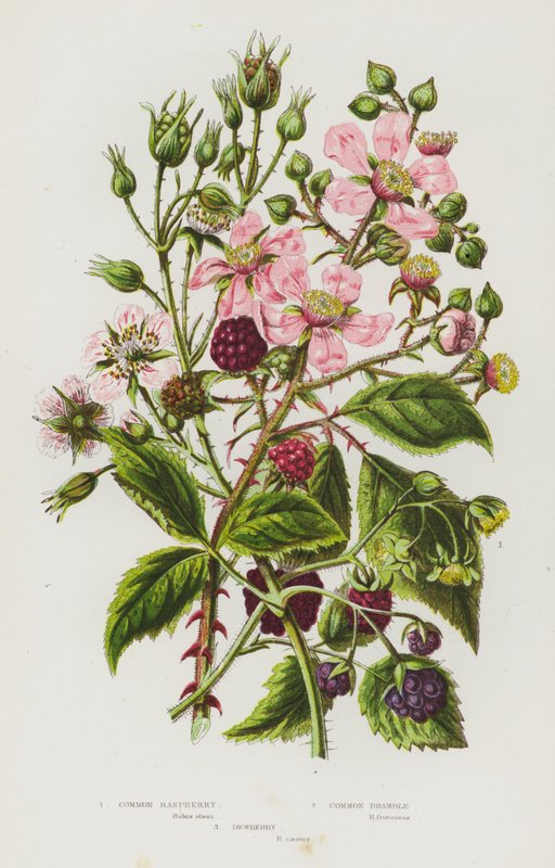 Rośliny kwitnące Wielkiej Brytanii: Common Raspberry, Common Bramble, Dewberry (kolorowa litografia) autorstwa English School