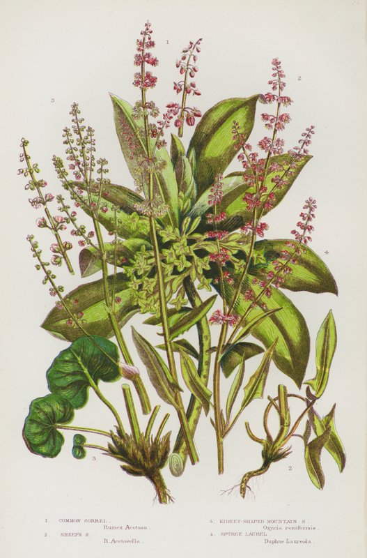 Kwitnące rośliny Wielkiej Brytanii: Common Sorrel, Sheep