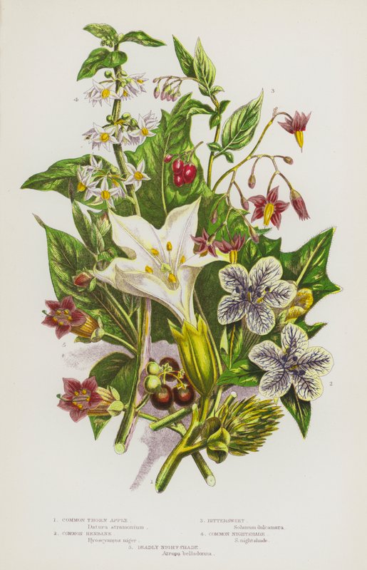 Rośliny kwitnące Wielkiej Brytanii: Common Thorn Apple, Common Henbane, Bittersweet, Common Nightshade, Deadly Nightshade (kolorowa litografia) autorstwa English School