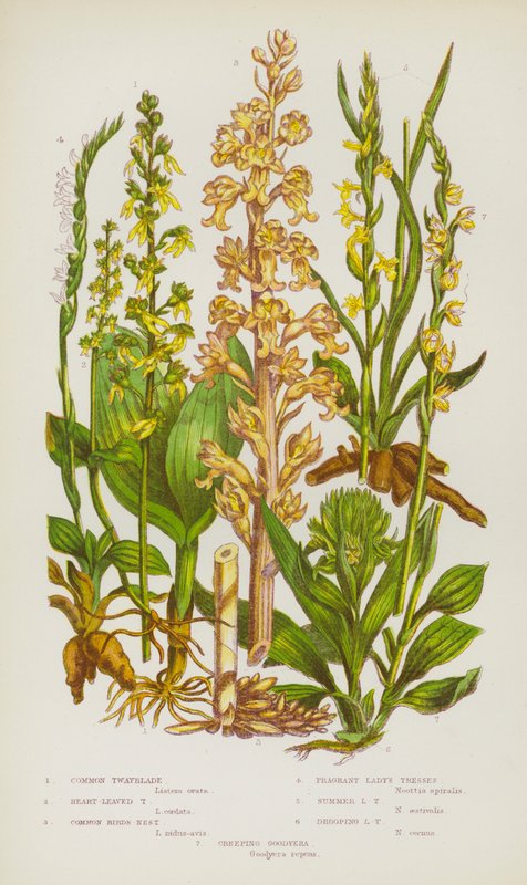 Rośliny kwitnące Wielkiej Brytanii: Twayblade pospolite, Twayblade sercowate, Ptasie gniazdo pospolite, Pachnące warkocze Lady, Warkocze Summer Lady, Obwisłe warkocze Lady, Creeping Goodyera (kolor lito) autorstwa English School