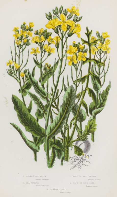 Rośliny kwitnące Wielkiej Brytanii: Common Wild Navew, Sea Cabbage, Isle of Man Cabbage, Rape or Cole Seed, Common Turnip (kolorowa litografia) autorstwa English School