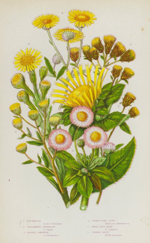 Rośliny kwitnące Wielkiej Brytanii: Elecampane, Ploughmans Spikenard, Golden Samphire, Common Flea Bane, Small Flea Bane, Common Daisy (kolorowa litografia) autorstwa English School