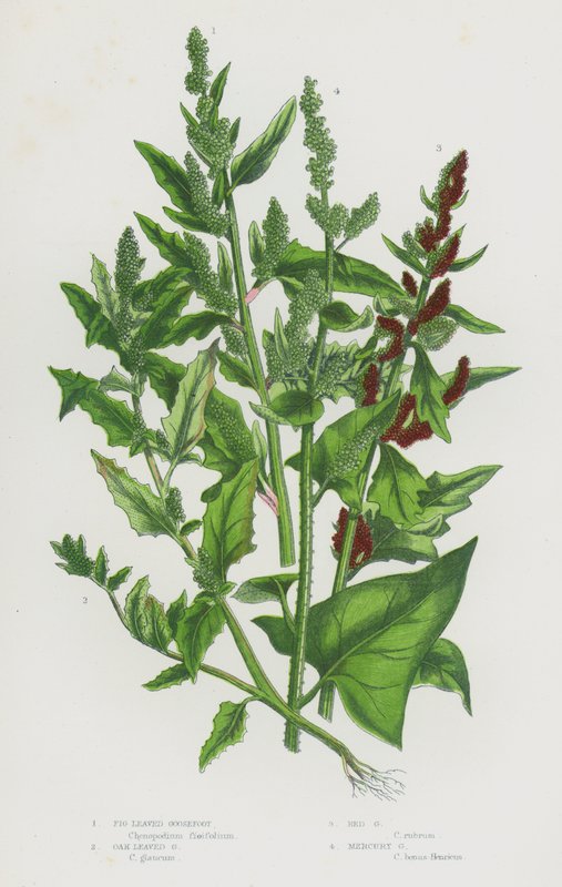 Rośliny kwitnące Wielkiej Brytanii: Fig Leaved Goosefoot, Oak Leaved Goosefoot, Red Goosefoot, Mercury Goosefoot (kolorowa litografia) autorstwa English School