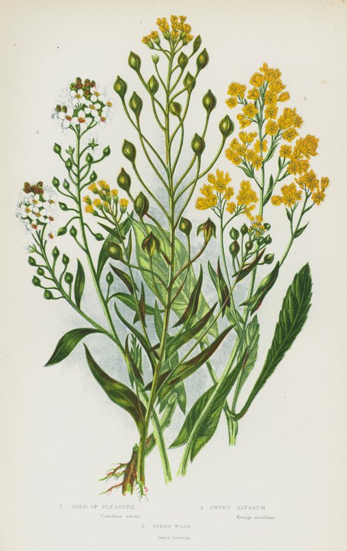 Rośliny kwitnące Wielkiej Brytanii: Gold of Pleasure, Sweet Alyssum, Dyer