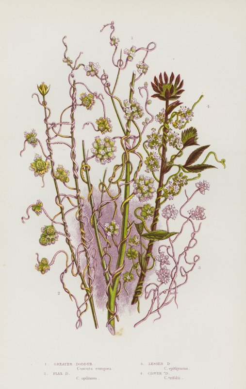 Rośliny kwitnące Wielkiej Brytanii: Greater Dodder, Flax Dodder, Lesser Dodder, Clover Dodder (kolorowa litografia) autorstwa English School