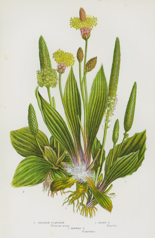 Rośliny kwitnące Wielkiej Brytanii: Greater Plantain, Hoary Plantain, Ribwort Plantain (kolorowa litografia) autorstwa English School