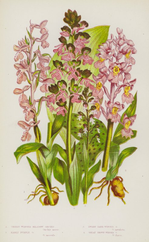 Rośliny kwitnące Wielkiej Brytanii: Green Winged Meadow Orchis, Early Purple Orchis, Dwarf Dark Winged Orchis, Great Brown Winged Orchis (kolorowa litografia) autorstwa English School