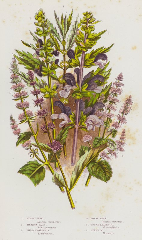 Kwitnące rośliny Wielkiej Brytanii: Gypsey-Wort, Meadow Sage, Wild English Sage, Horse-Mint, Round Leaved Mint, Spear Mint (kolorowa litografia) autorstwa English School