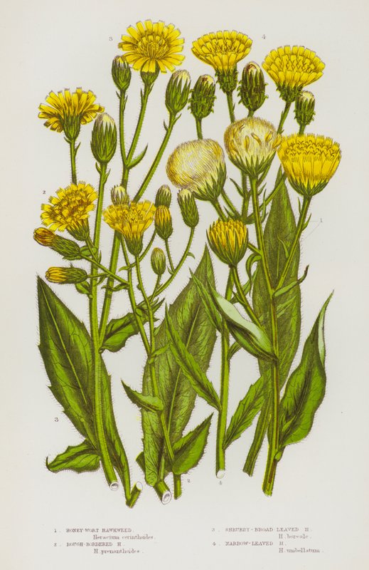 Flowering Plants of Great Britain: Honey-Wort Hawkweed, Rough-Bordered Hawkweed, Shrubby-Broad Leaved Hawkweed, Narrow-Leaved Hawkweed (kolorowa litografia) autorstwa English School