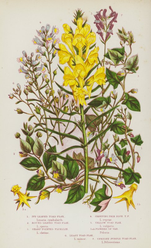Flowering Plants of Great Britain: Ivy-Leaved Toad Flax, Round-Leaved Toad Flax, Sharp Pointed Fluellin, Creeping Pale Blue Toad Flax, Yellow Toad Flax, Flowers of Var, Least Toad Flax, Upright Purple Toad Flax (kolorowa litografia) autorstwa English School
