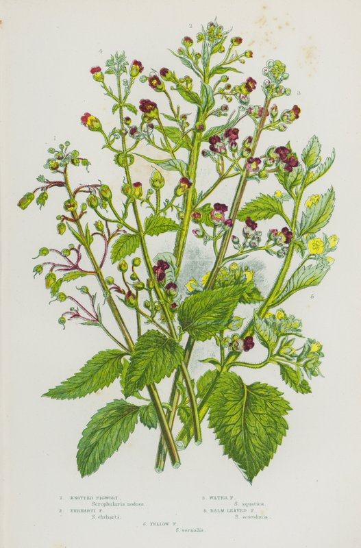 Rośliny kwitnące Wielkiej Brytanii: Knotted Figwort, Ehrharti Figwort, Water Figwort, Balm Leaved Figwort, Yellow Figwort (color litho) autorstwa English School