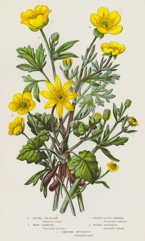 Flowering Plants of Great Britain: Lesser Celandine, Wood Crowfoot, Celery-Leaved Crowfoot, Bulbous Buttercup, Creeping Buttercup (kolorowa litografia) autorstwa English School