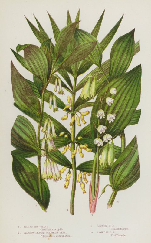 Rośliny kwitnące Wielkiej Brytanii: Lily of the Valley, Narrow-Leaved Solomon
