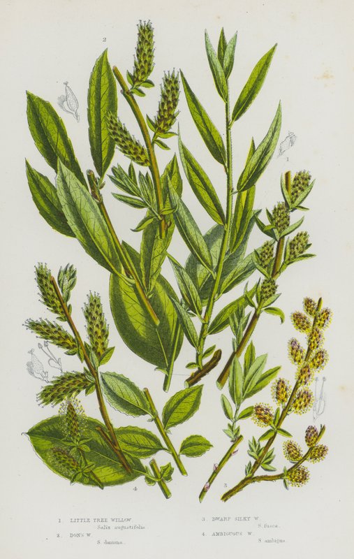 Kwitnące rośliny Wielkiej Brytanii: Little Tree Willow, Don