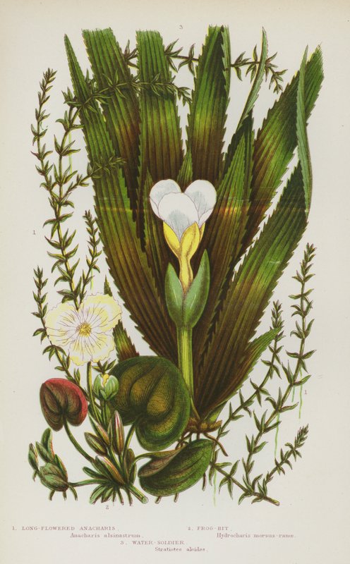 Rośliny kwitnące Wielkiej Brytanii: Anacharis o długich kwiatach, Frog-Bit, Water-Soldier (kolorowa litografia) autorstwa English School