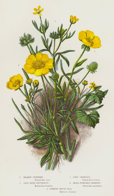 Rośliny kwitnące Wielkiej Brytanii: Meadow Crowfoot, Pale Hairy Buttercup, Corn Crowfoot, Small-Flowered Crowfoot, Common Mouse Tail (kolorowa litografia) autorstwa English School