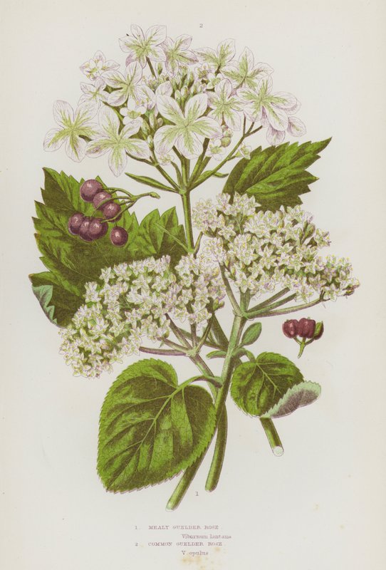 Rośliny kwitnące Wielkiej Brytanii: Mealy Guelder Rose, Common Guelder Rose (kolorowa litografia) autorstwa English School