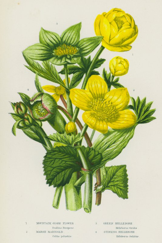 Rośliny kwitnące Wielkiej Brytanii: Mountain Globe Flower, Marsh Marigold, Green Hellebore, Cuchnący Ciemiernik (kolor lito) autorstwa English School
