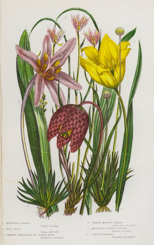 Rośliny kwitnące Wielkiej Brytanii: Mountain Lloydia, Wild Tulip, Common Fritillary or Snake