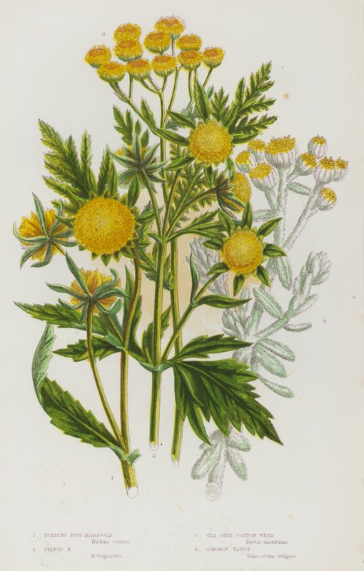 Rośliny kwitnące Wielkiej Brytanii: Nodding Bur Marigold, Trifid Bur Marigold, Sea Side Cotton Weed, Common Tansy (kolorowa litografia) autorstwa English School