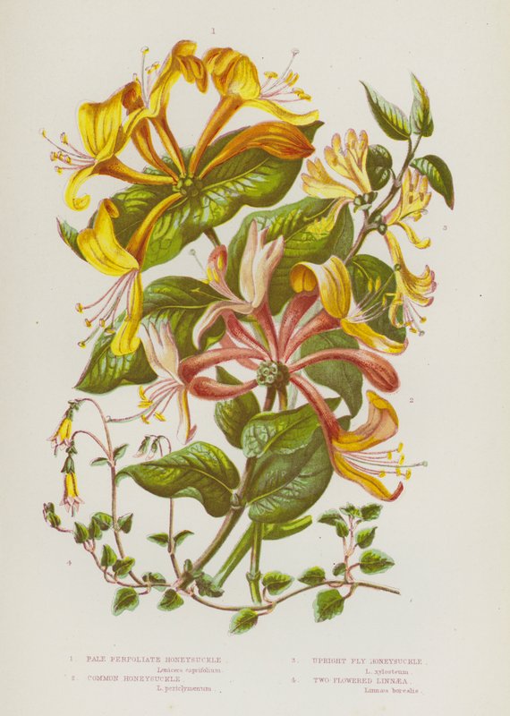 Rośliny kwitnące Wielkiej Brytanii: Pale Perfoliate Honeysuckle, Common Honeysuckle, Upright Fly Honeysuckle, Two Flowered Linnaea (kolorowa litografia) autorstwa English School