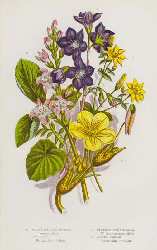 Flowering Plants of Great Britain: Perfoliate Yellow-Wort, Buckbean, Nymphoea-Like Villarsia, Jacobs Ladder (kolorowa litografia) autorstwa English School