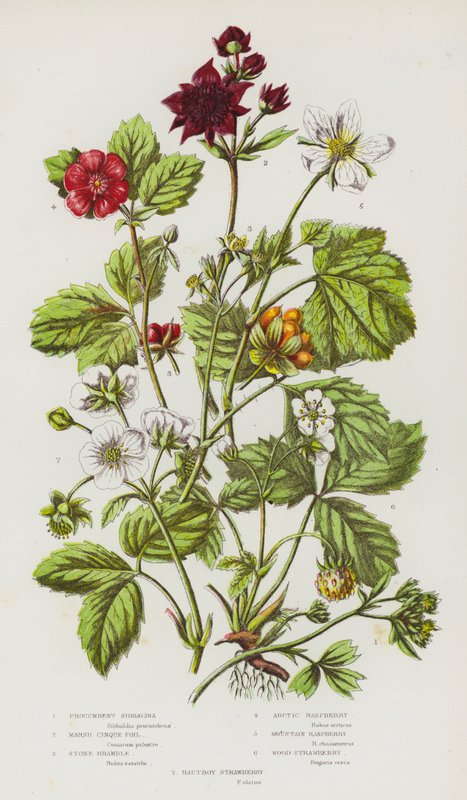 Rośliny kwitnące Wielkiej Brytanii: Procumbent Sibbaldia, Marsh Cinque Foil, Stone Bramble, Arctic Raspberry, Mountain Raspberry, Wood Strawberry, Hautboy Strawberry (color litho) autorstwa English School