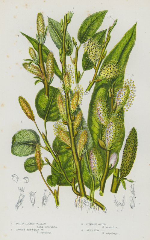 Rośliny kwitnące Wielkiej Brytanii: Reticulated Willow, Downy Mountain Willow, Common Osier, Auricled Osier (kolorowa litografia) autorstwa English School