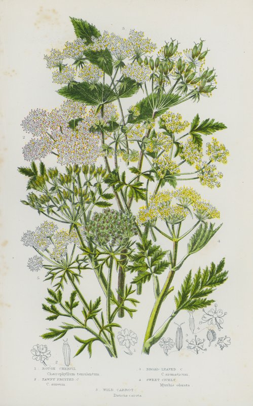 Rośliny kwitnące Wielkiej Brytanii: Trybula szorstkowłosa, Trybula płowa, Trybula szerokolistna, Cicely, Dzika marchew (kolor lito) autorstwa English School