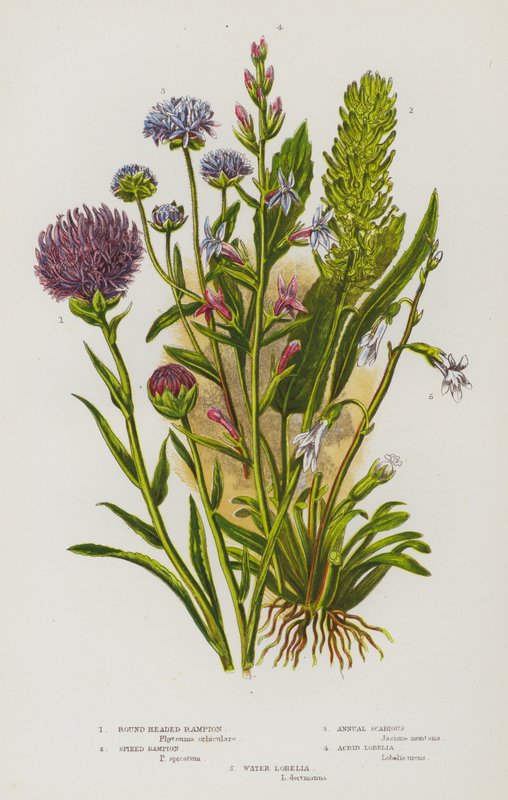 Rośliny kwitnące Wielkiej Brytanii: Rampion okrągłogłowy, Rampion kolczasty, Świerzbnica roczna, Lobelia akrydowa, Lobelia wodna (kolor lito) autorstwa English School