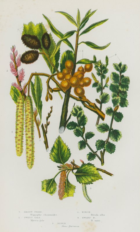 Rośliny kwitnące Wielkiej Brytanii: Sallow Thorn, Sweet Gale, Birch, Dwarf Birch, Alder (kolorowa litografia) autorstwa English School