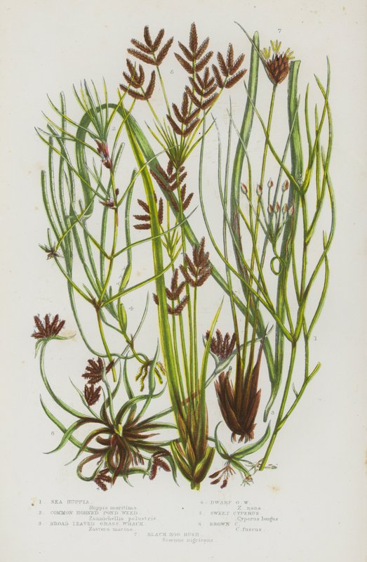 Kwitnące rośliny Wielkiej Brytanii: Sea Ruppia, Common Horned Pond Weed, Broad Leaved Grass Wrack, Dwarf Grass Wrack, Sweet Cyperus, Brown Cyperus, Black Bog Rush (kolorowa litografia) autorstwa English School
