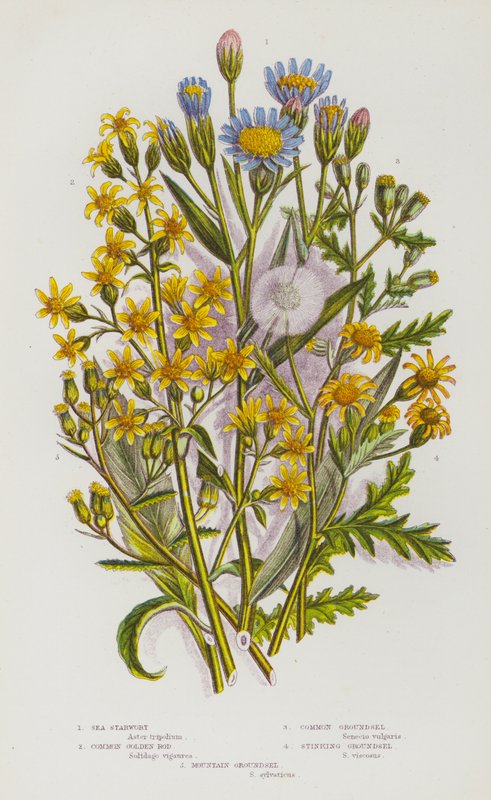 Rośliny kwitnące z Wielkiej Brytanii: Starwort, Golden Rod, Common Groundsel, Stinking Groundsel, Mountain Groundsel (kolor lito) autorstwa English School