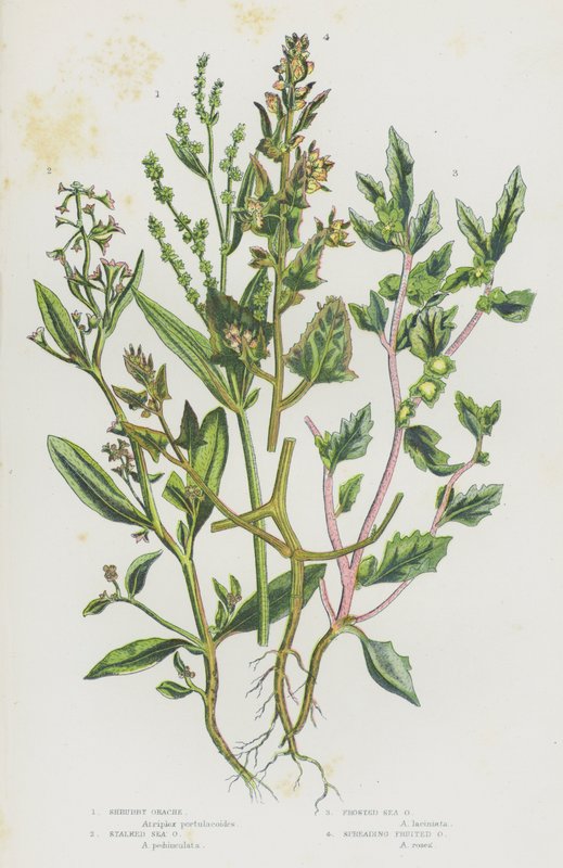 Rośliny kwitnące Wielkiej Brytanii: Shrubby Orache, Stalked Sea Orache, Frosted Sea Orache, Spreading Fruited Orache (kolorowe lito) autorstwa English School