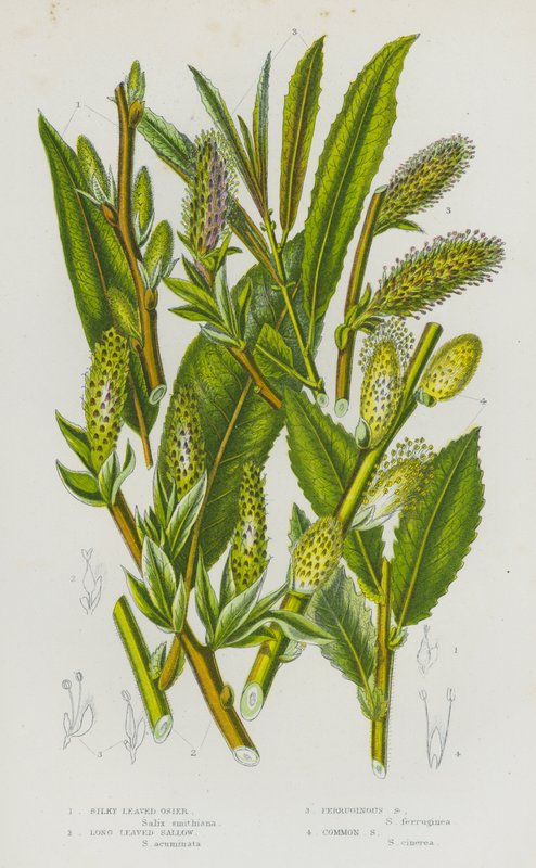Rośliny kwitnące Wielkiej Brytanii: Silky Leaved Osier, Long Leaved Sallow, Ferruginous Sallow, Common Sallow (kolorowa litografia) autorstwa English School