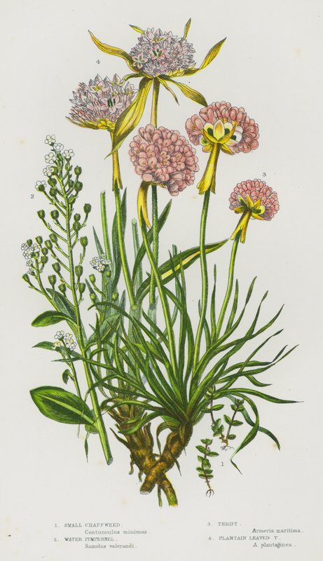 Kwitnące rośliny Wielkiej Brytanii: drobna chaffweed, Water Pimpernel, Thrift, Babka Leaf Thrift (kolor lito) autorstwa English School
