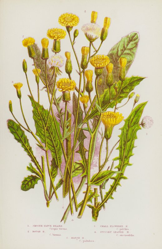Rośliny kwitnące Wielkiej Brytanii: Smooth Hawk Beard, Rough Hawk Beard, Small Flowered Hawk Beard, Succory Leaved Hawk Beard, Marsh Hawk Beard (kolorowa litografia) autorstwa English School