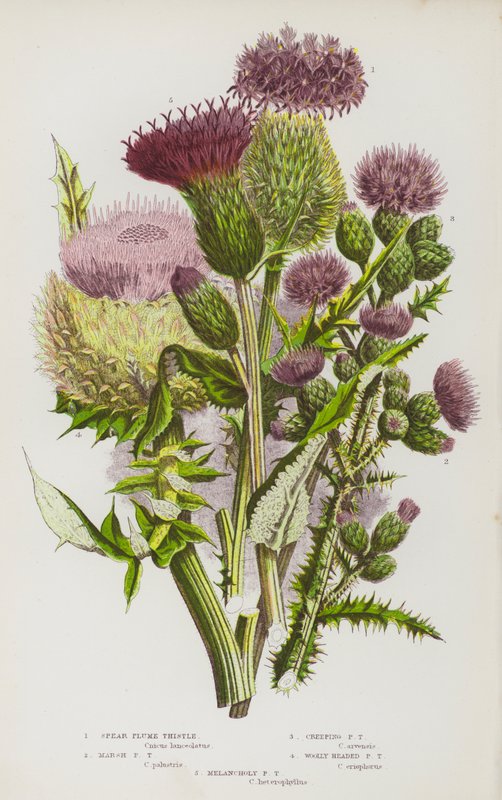Rośliny kwitnące Wielkiej Brytanii: Spear Plume Thistle, Marsh Plume Thistle, Creeping Plume Thistle, Woolly Headed Plume Thistle, Melancholy Plume Thistle (kolorowa litografia) autorstwa English School