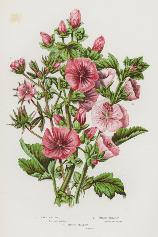 Kwitnące rośliny Wielkiej Brytanii: Tree Mallow, Marsh Mallow, Hispid Mallow (kolorowa litografia) autorstwa English School