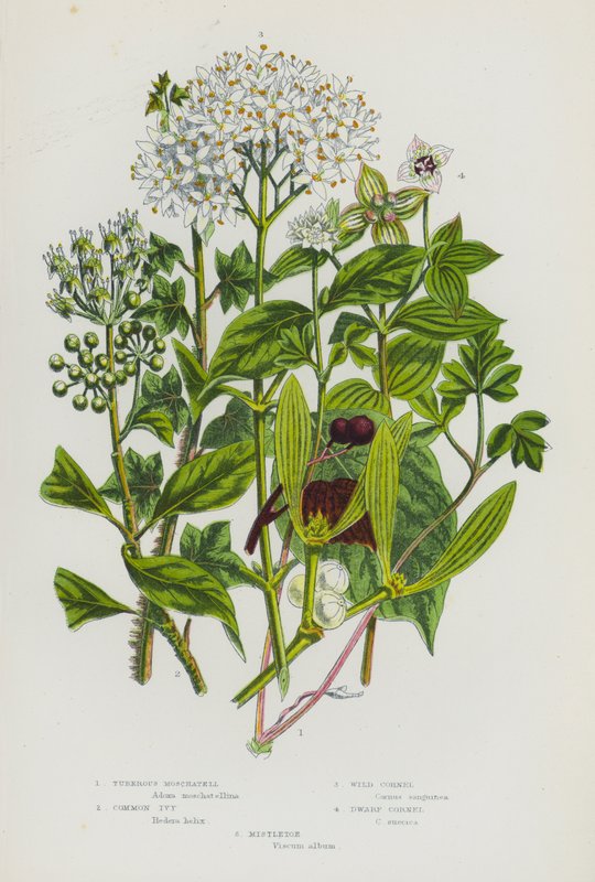 Rośliny kwitnące Wielkiej Brytanii: Tuberous Moschatell, Common Ivy, Wild Cornel, Dwarf Cornel, Mistletoe (kolorowa litografia) autorstwa English School
